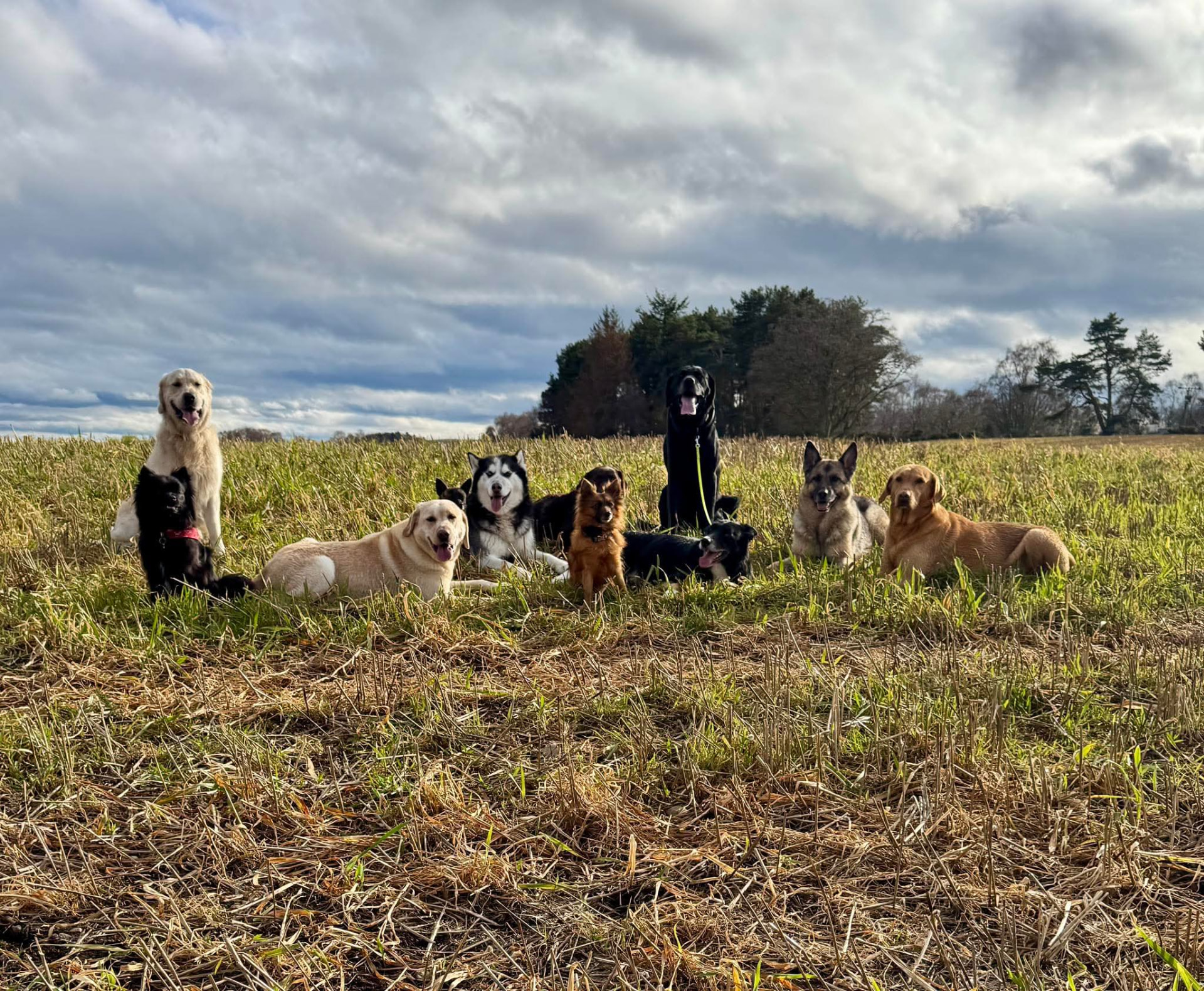 Dogs training together in a fenced field