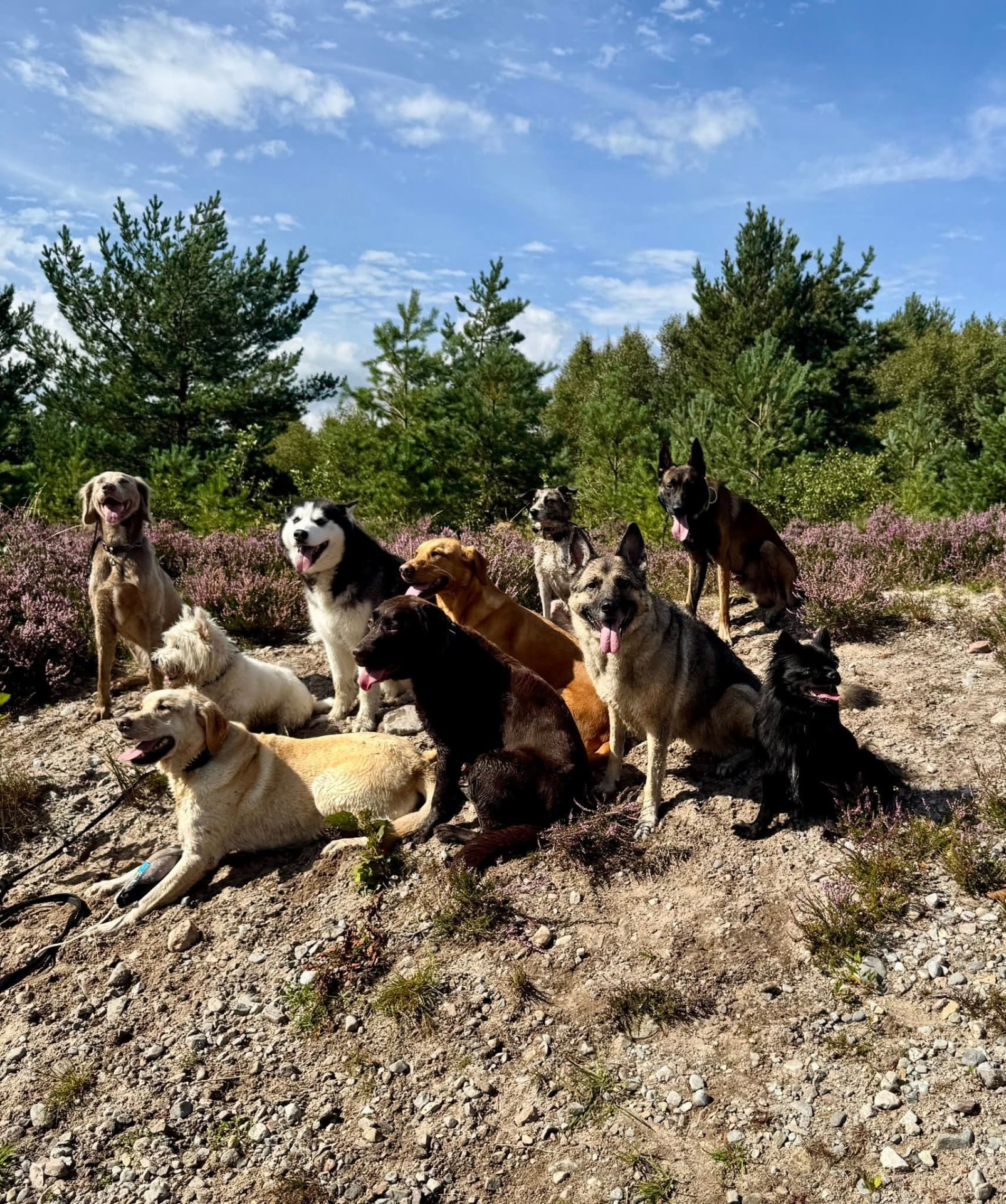 A balanced pack settled together on the heather