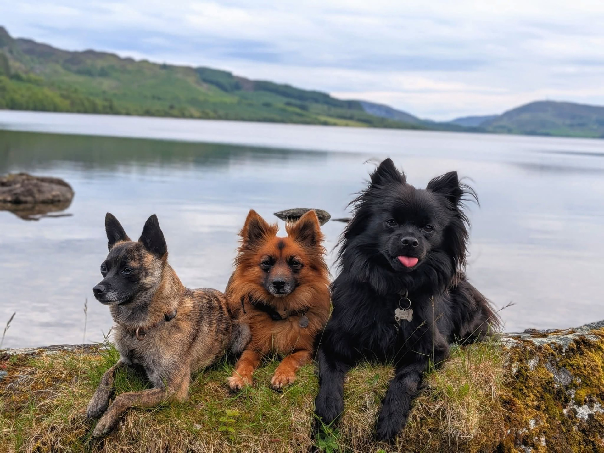 Liz working with her pack in the Highlands