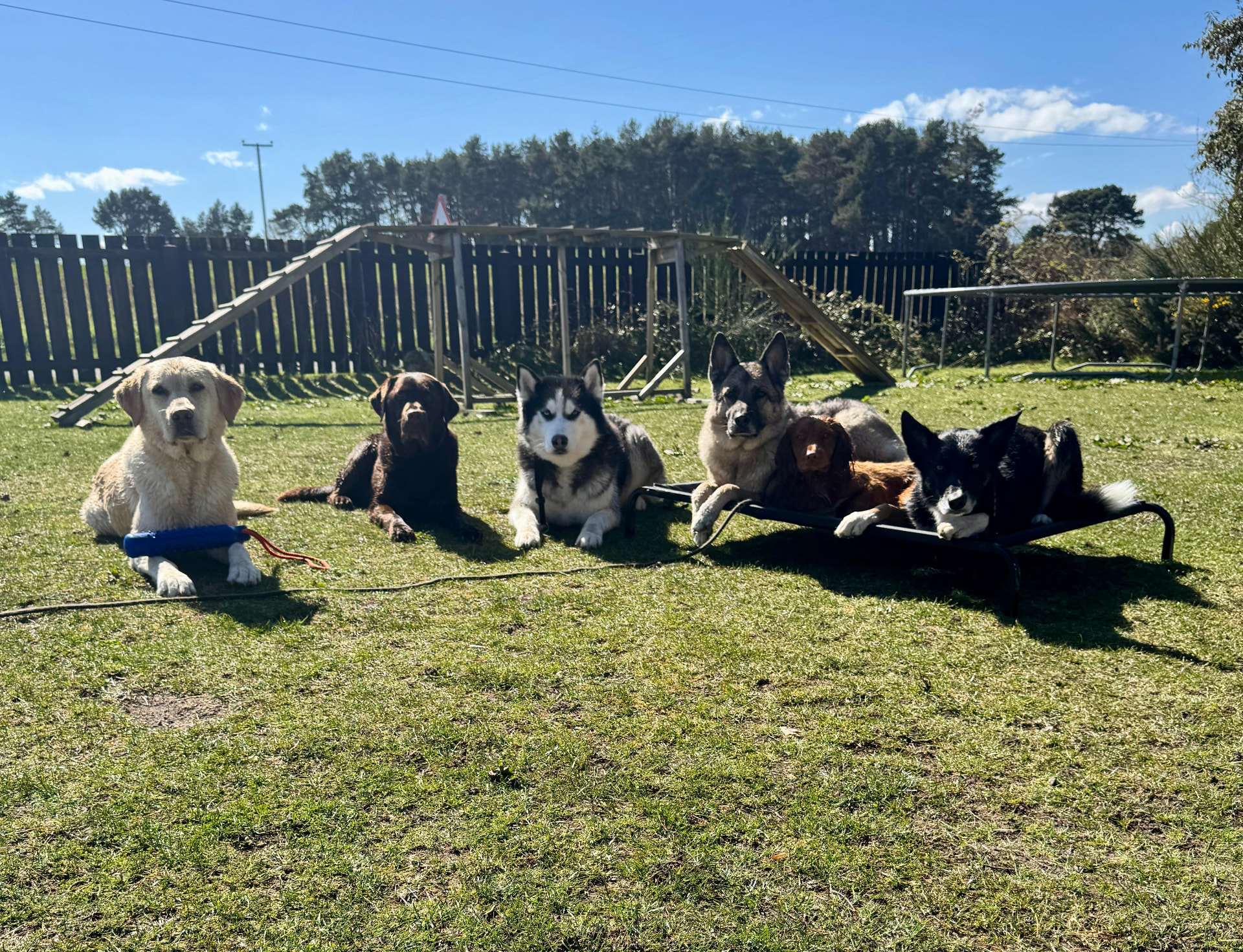 Bailey, Molly, Koda and Cooper holding a group down-stay